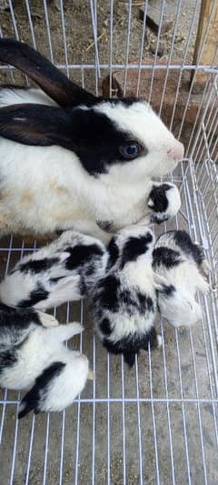 rabbit for sale with 5 baby . . 0315.4618680