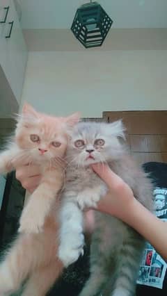 2 Persian kittens female sisters
