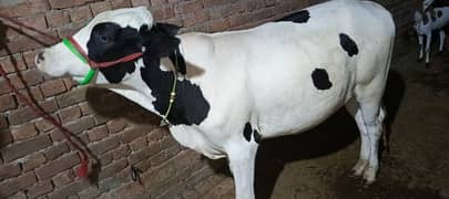 2 dant Ka janvar qurbani ka liya