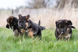 German shepherd puppies long coat my WhatsApp number 03001868066