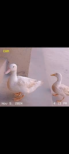 ducks for sale