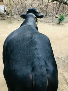 black bull for Eid qurbani contact 03100875196