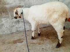 Dumba For Sale