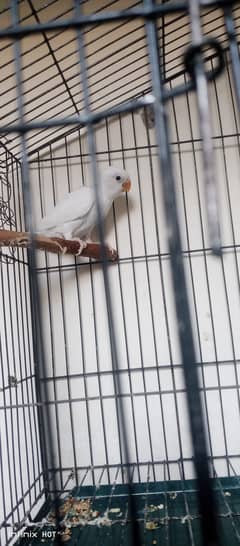 Fisher Breeder Pair