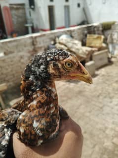 03260965022اگ