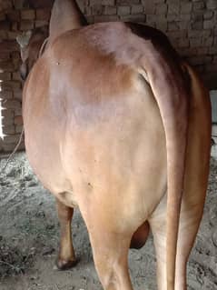 bull 2 dant