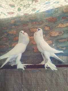 Gubara