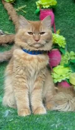 percian cat available contact me on what's app