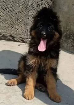 German Shepherd puppies 03228791132
