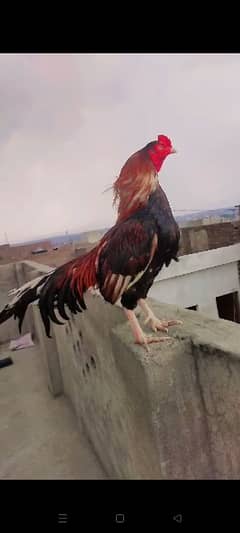 Amroha Blood line murgh for sale