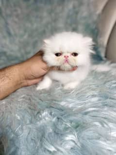 Ma Sha Allah Beautiful Quailty Kitten Available Peke peki piki