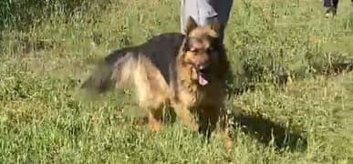 Long coat German Shepherd