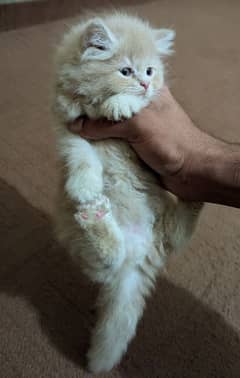 Persian