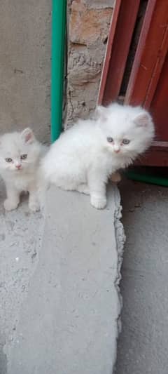 persian