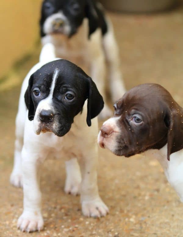 ENGLISH POINTER PUPPY 0
