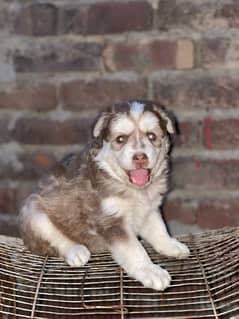Husky