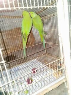 Raw parrots