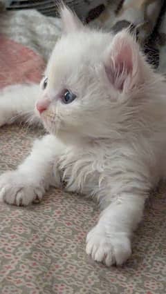 persian