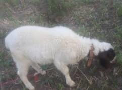 for sale