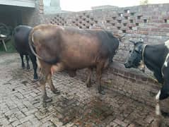 جرسی ساہیوال کراس