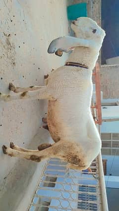 CHATRA for sale