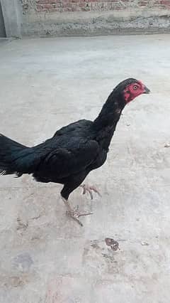 Thai murgi 03077109489