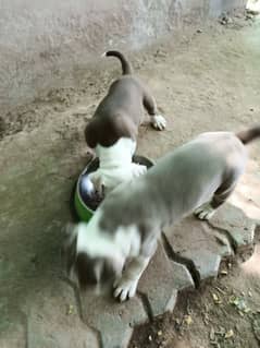 pitbull puppies 6 weeks old