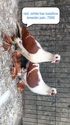 fancy pigeon | kabutar| Jacobin|  frillback saddle | amarican fantail|