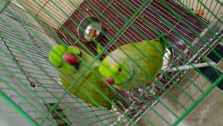 talking