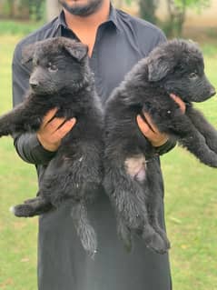 Black German Shepherd Long Coat Puppies black n tan puppies