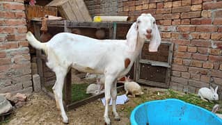 bakri