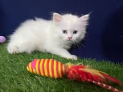 White Persian Kitten