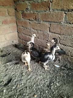 Lasani Aseel Chicks Mianwali