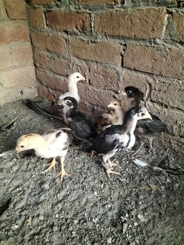 Lasani Aseel Chicks Mianwali 1