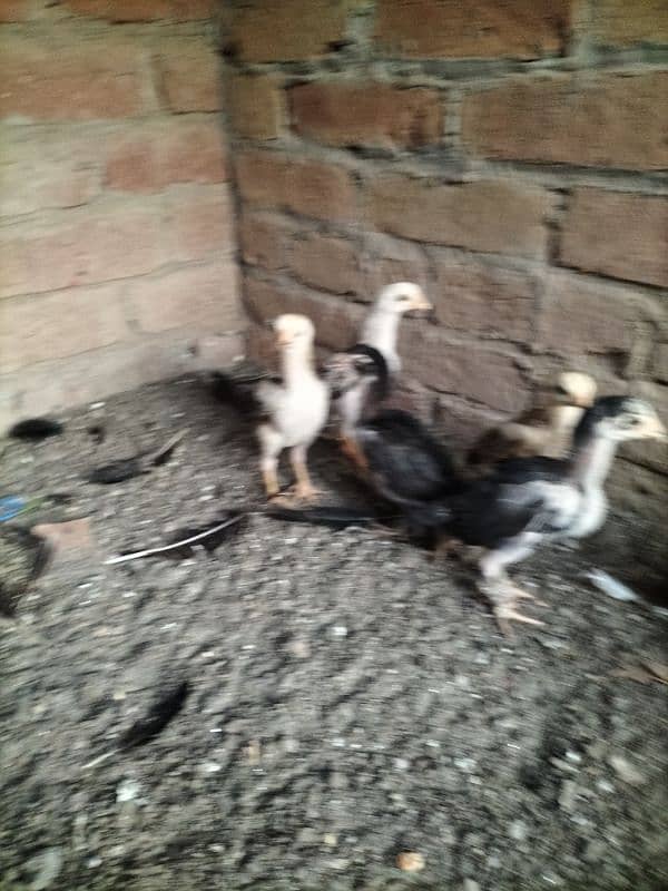 Lasani Aseel Chicks Mianwali 2