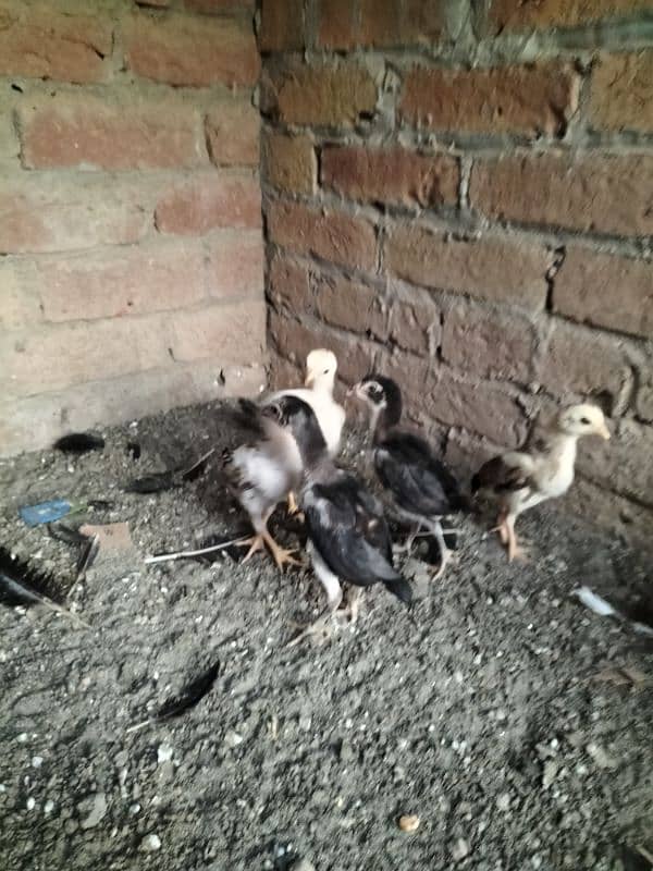 Lasani Aseel Chicks Mianwali 3