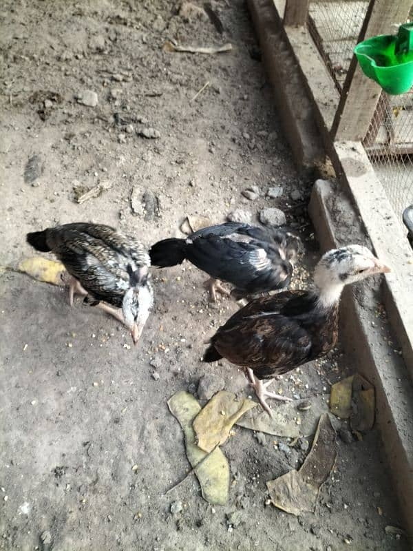 Lasani Aseel Chicks Mianwali 6