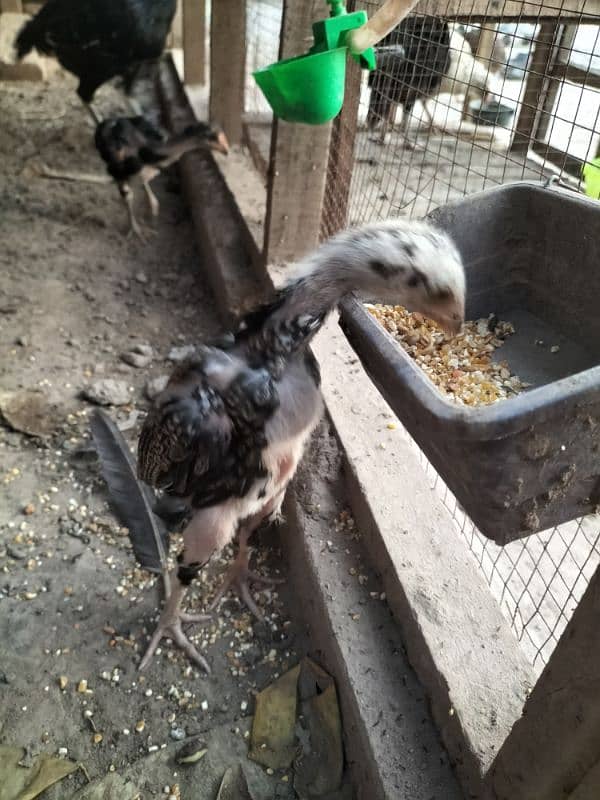 Lasani Aseel Chicks Mianwali 7