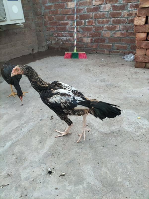 Lasani Aseel Chicks Mianwali 9