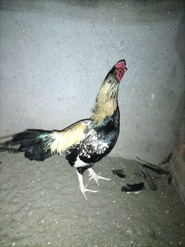Lasani Aseel Chicks Mianwali 10