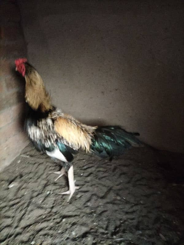 Lasani Aseel Chicks Mianwali 11