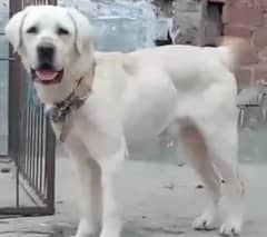 labrador