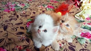 Cats for sale
