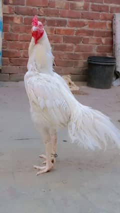 Herra