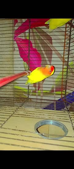 lotino breeder piar for sale