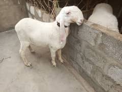 dumbi for qurbani