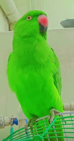 2 years young female ringneck parrot