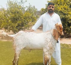 gift for qurbani