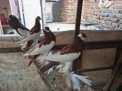 Pigeon pair for sale