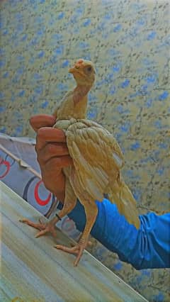 aseel chiks
